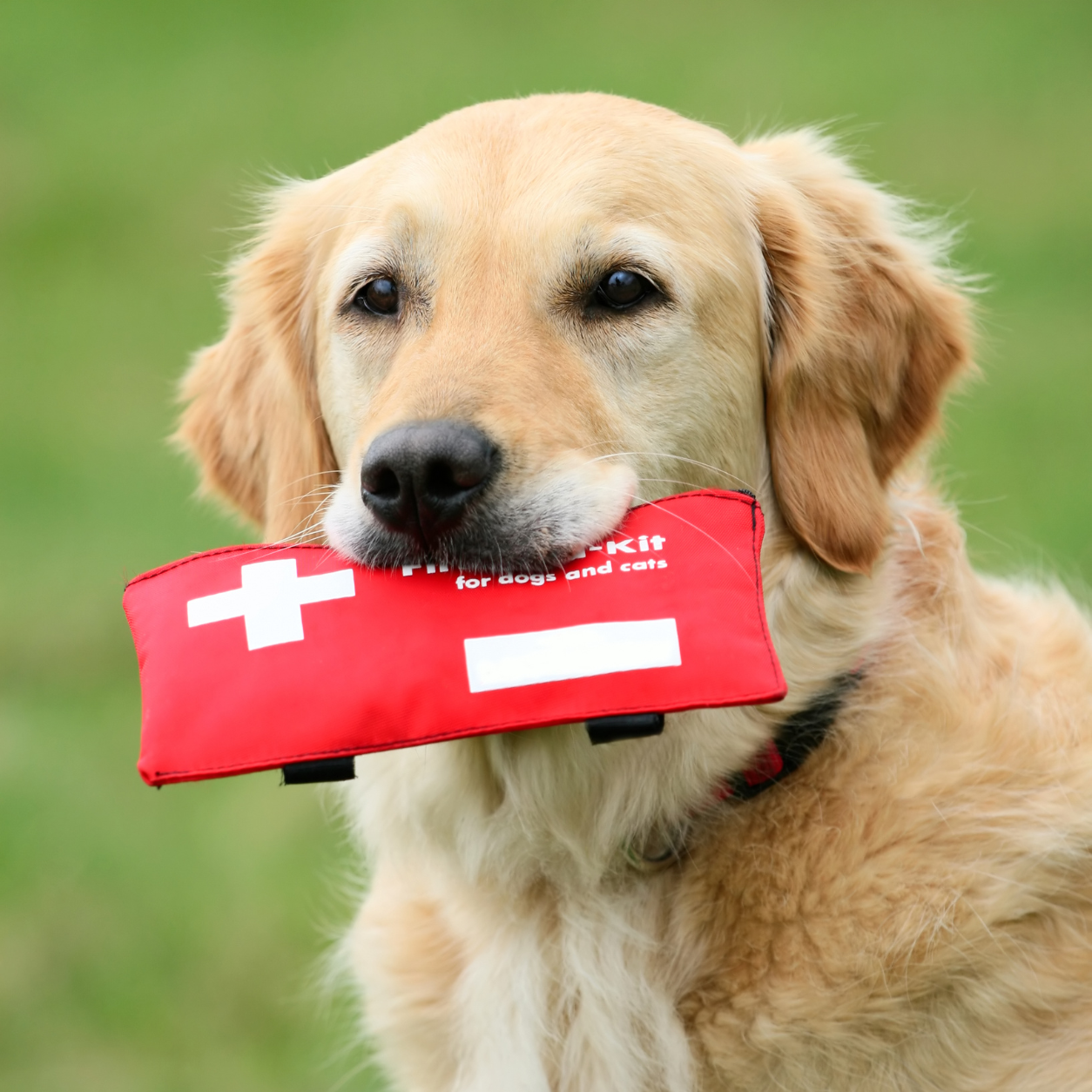 Pet Emergency Response & CPR Provider Certification